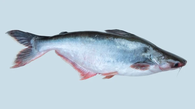 bai-viet/loi-ich-suc-khoe-bat-ngo-tu-ca-tra-ban-khong-nen-bo-qua.html