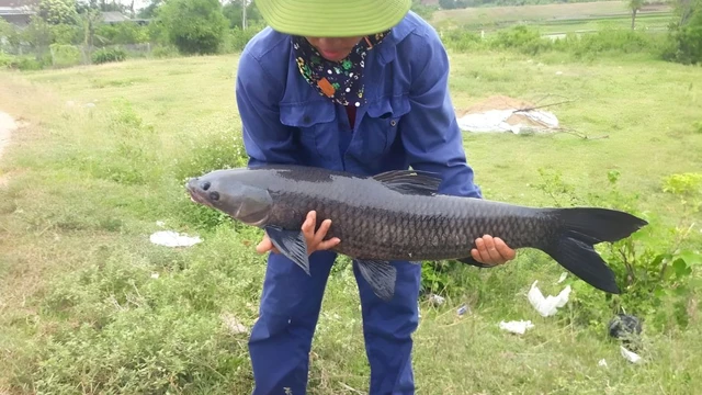 bai-viet/ca-tram-den-dinh-duong-noi-bat-va-loi-ich-cho-suc-khoe.html