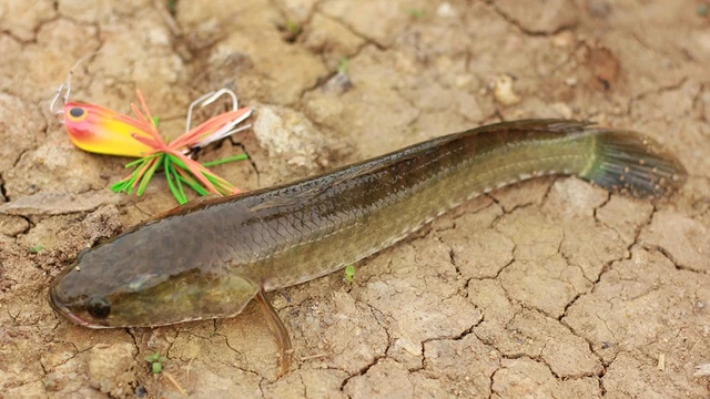 bai-viet/ca-trau-dac-diem-loi-ich-va-mot-so-luu-y-khi-su-dung.html