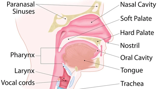 bai-viet/cac-benh-ly-nao-thuong-xay-ra-o-duong-ho-hap-tren.html