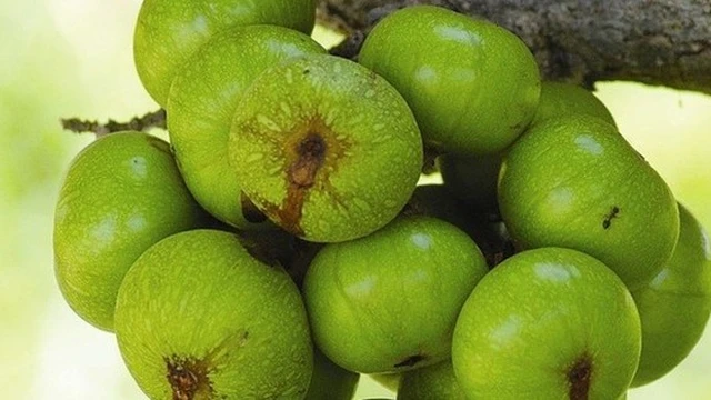 bai-viet/cac-cach-chua-soi-mat-bang-trai-sung-hieu-qua-ngay-tai-nha-54371.html