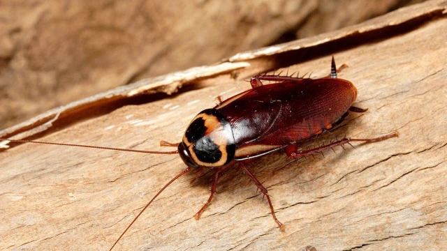 bai-viet/cac-cach-diet-gian-tan-goc-de-bao-ve-suc-khoe-va-moi-truong-song.html