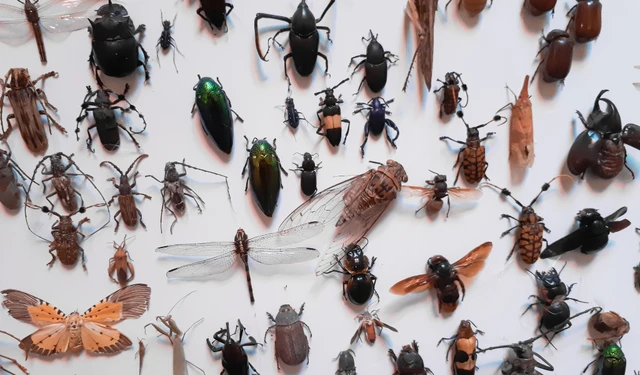 bai-viet/cac-loai-con-trung-gay-hai-trong-nha-can-tieu-diet-67066.html