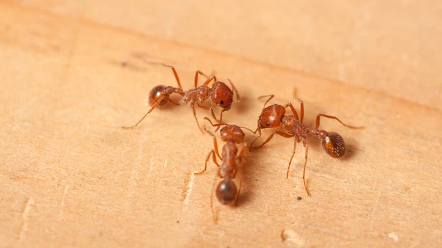 bai-viet/cac-loai-kien-trong-nha-thuong-thay-va-cach-duoi-chung.html