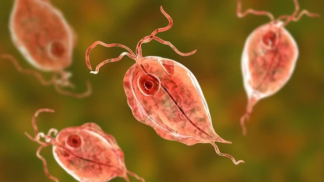 bai-viet/cac-loai-ky-sinh-trung-ton-tai-trong-thuc-an-hang-ngay-62147.html