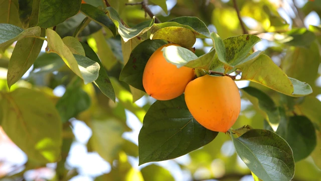 bai-viet/cac-loai-qua-hong-pho-bien-va-gia-tri-dinh-duong-doi-voi-suc-khoe.html