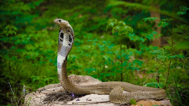 bai-viet/cac-loai-ran-doc-nhat-the-gioi-va-cach-so-cuu-khan-cap-khi-bi-can.html