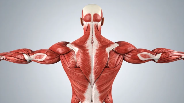 bai-viet/cac-nhom-co-lung-va-cach-tap-luyen-hieu-qua.html