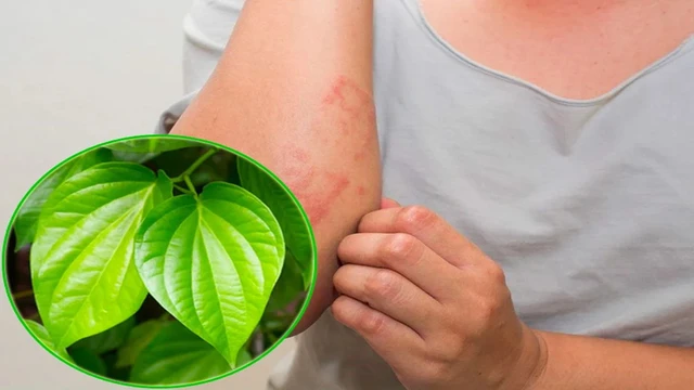 bai-viet/cach-chua-a-sung-bang-la-trau-khong.html