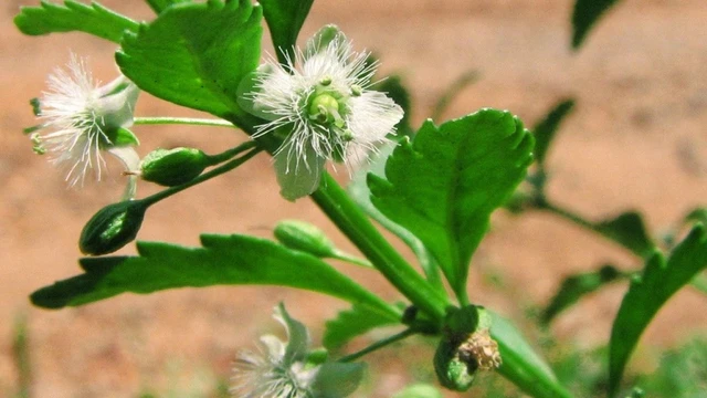 bai-viet/cach-chua-benh-gioi-leo-bang-dong-y-hieu-qua-khong-tac-dung-phu-36031.html