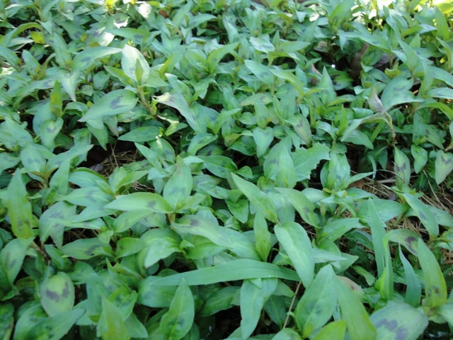 bai-viet/cach-chua-benh-vay-nen-a-sung-bang-phuong-phap-dong-y-33458.html