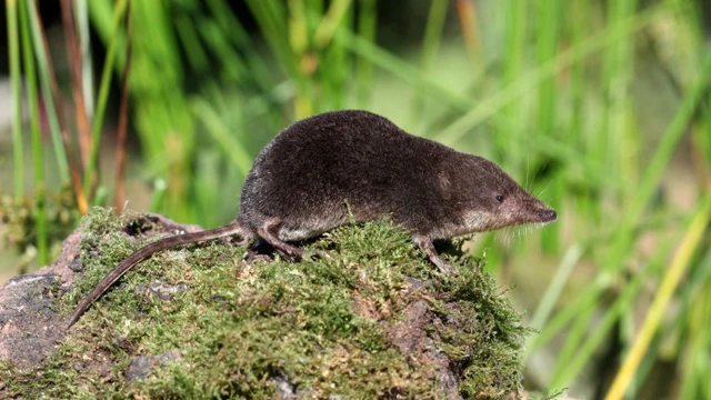 bai-viet/cach-duoi-chuot-chu-an-toan-hieu-qua-nha-nao-cung-nen-biet.html