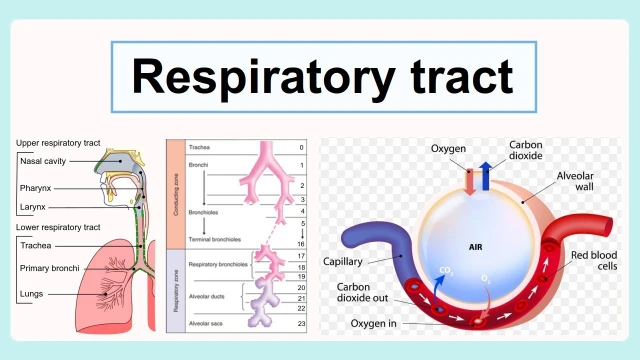 bai-viet/cach-phan-biet-benh-ly-o-duong-ho-hap-tren-va-duoi.html