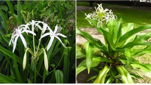 bai-viet/cach-phan-biet-cay-dai-tuong-quan-va-cay-trinh-nu-hoang-cung.html