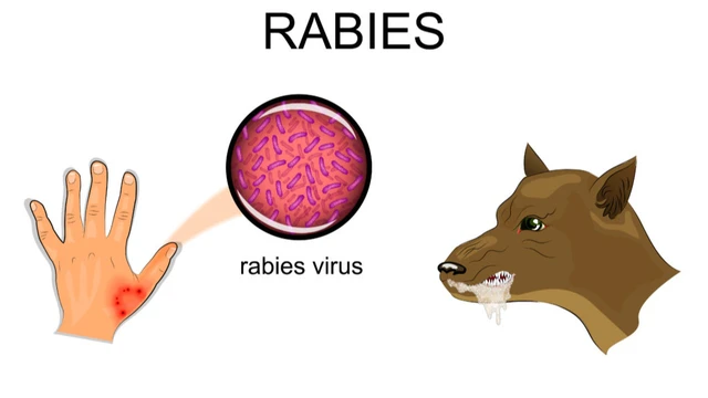 bai-viet/cach-phong-benh-dai-khi-song-trong-o-dich-cho-dai.html