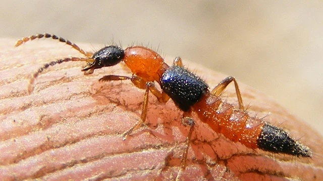 bai-viet/cach-phong-tranh-kien-ba-khoang-vao-mua-sinh-san.html