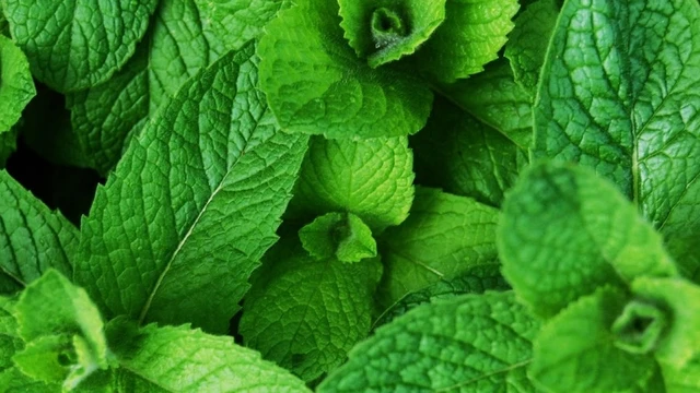 bai-viet/cach-su-dung-la-hung-chanh-giam-sot-don-gian.html