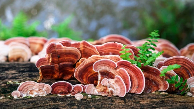 bai-viet/cach-su-dung-nam-lim-xanh-kho-dung-chuan-dem-lai-hieu-qua-cao.html