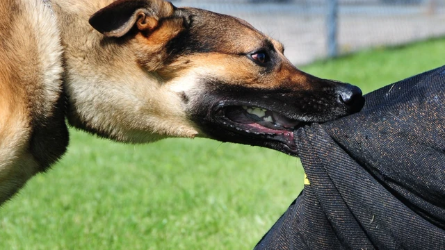 bai-viet/can-lam-gi-khi-bi-cho-can-nhe-bi-cho-can-nhe-co-nguy-hiem-khong.html