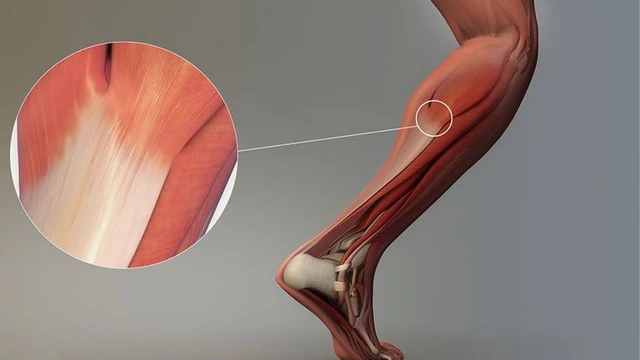 bai-viet/cau-tao-va-chuc-nang-cua-gan-doi-voi-co-the-con-nguoi.html