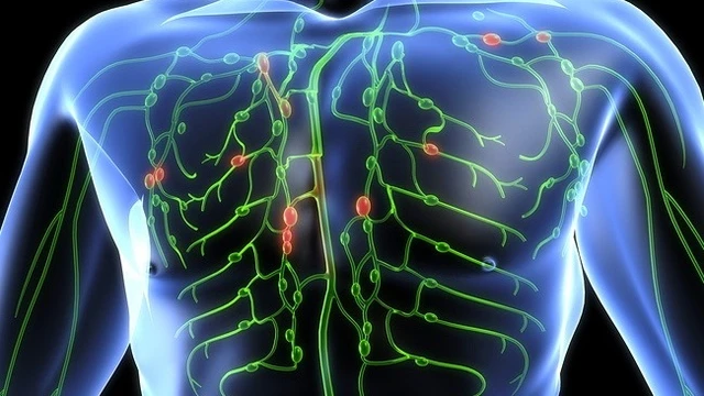 bai-viet/cau-tao-va-chuc-nang-cua-he-bach-huyet.html