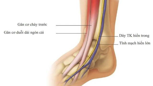 bai-viet/cau-truc-giai-phau-cua-khop-co-chan-va-cac-benh-ly-thuong-gap.html