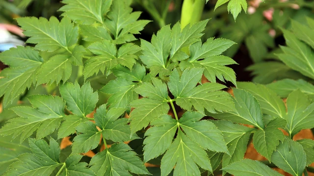 bai-viet/cay-ashitaba-la-gi-cong-dung-cach-dung-va-luu-y.html