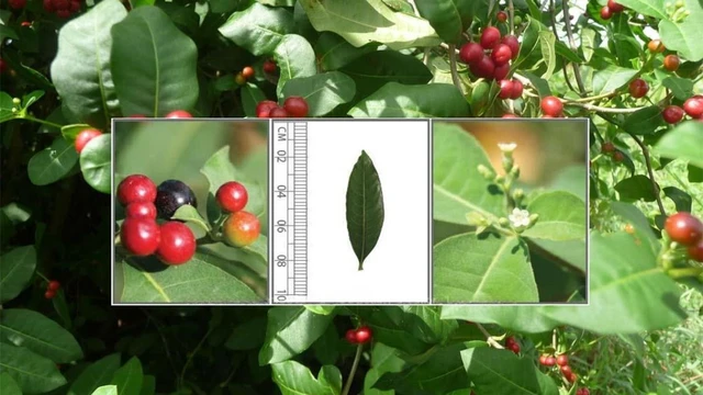 bai-viet/cay-ba-gac-la-cay-gi-chua-benh-gi-va-cach-dung-the-nao.html