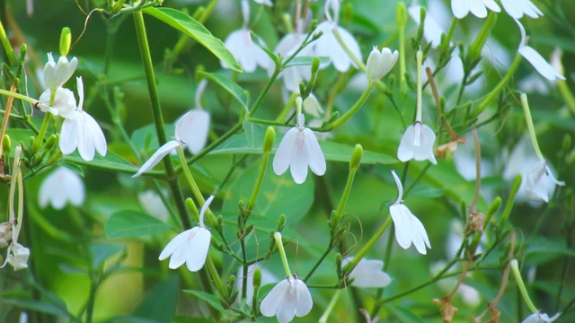 bai-viet/cay-bach-hac-co-tac-dung-gi-doi-voi-suc-khoe-dac-diem-va-luu-y-khi-dung.html