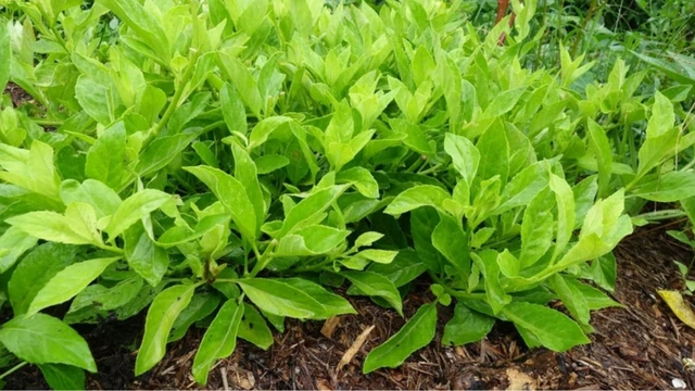 bai-viet/cay-bau-dat-la-gi-tac-dung-duoc-ly-va-cach-dung-nhu-the-nao.html