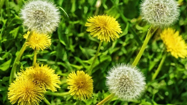 bai-viet/cay-bo-cong-anh-co-tac-dung-gi-cach-su-dung-ra-sao.html