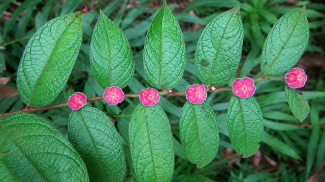 bai-viet/cay-bon-bot-la-gi-cong-dung-cach-su-dung-va-nhung-luu-y-can-biet.html
