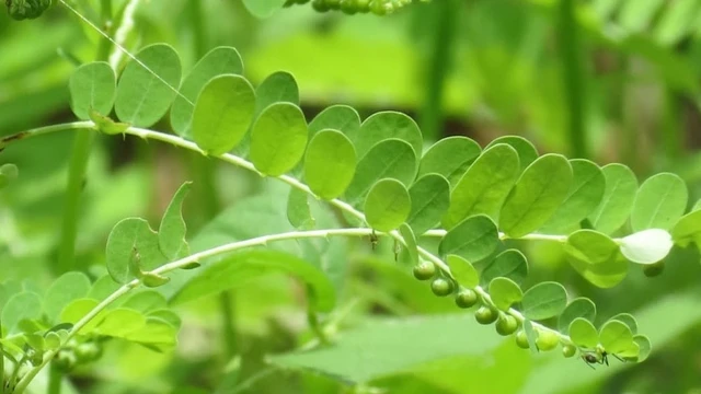 bai-viet/cay-cho-de-rang-cua-thao-duoc-quy-mang-den-nhieu-cong-dung.html