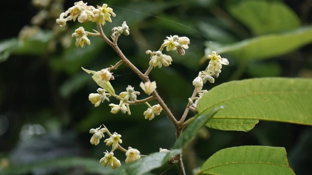 bai-viet/cay-co-ke-va-nhung-tac-dung-voi-suc-khoe-can-biet.html