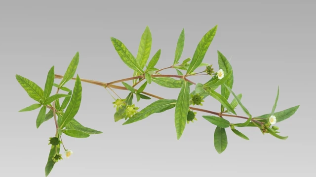 bai-viet/cay-co-muc-co-tac-dung-gi-11-loi-ich-suc-khoe-it-nguoi-biet.html