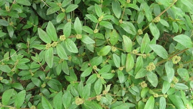 bai-viet/cay-co-sua-tri-xuong-khop-duoc-khong-cay-co-sua-co-tac-dung-gi.html