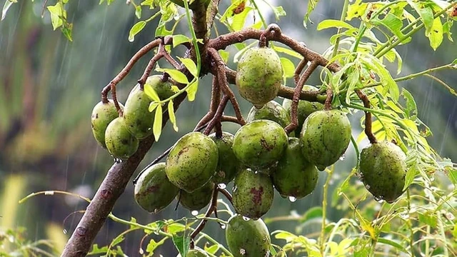 bai-viet/cay-coc-rung-co-tac-dung-gi-cong-dung-va-cach-dung-an-toan.html