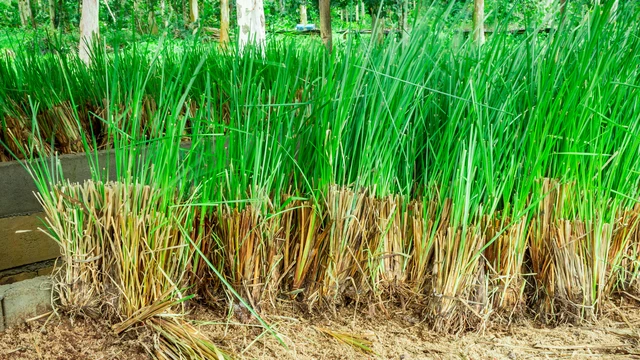 bai-viet/cay-huong-bai-co-tac-dung-gi-doi-voi-suc-khoe-mot-so-luu-y-khi-su-dung.html
