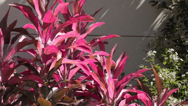 bai-viet/cay-huyet-du-than-duoc-chua-bach-benh-68701.html