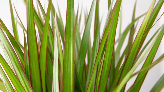 bai-viet/cay-huyet-giac-madagascar-co-tac-dung-gi.html