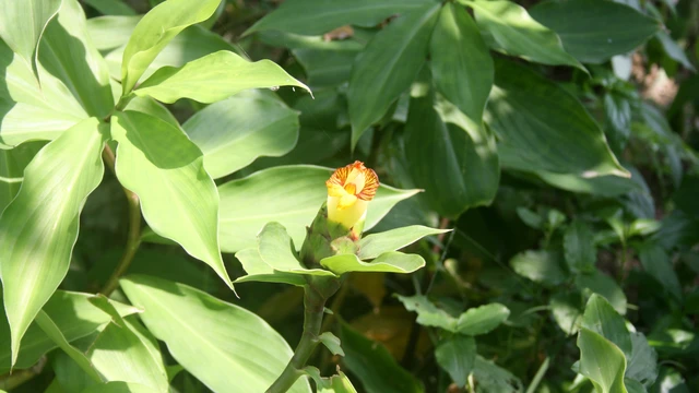 bai-viet/cay-insulin-co-tac-dung-gi-cong-dung-cach-dung-va-nhung-luu-y-can-biet.html