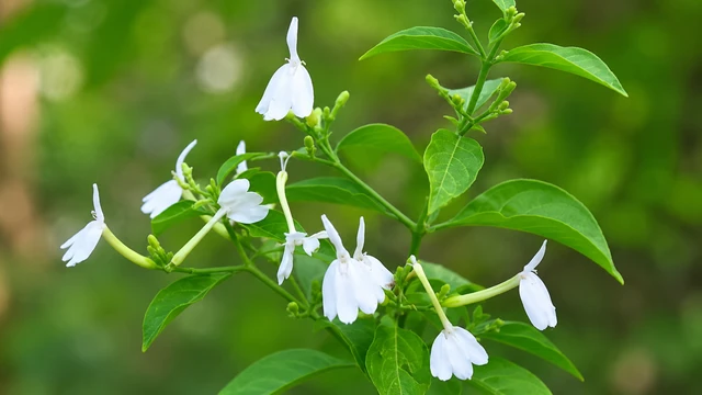 bai-viet/cay-kien-co-cong-dung-va-nhung-luu-y-khi-su-dung-cho-suc-khoe.html