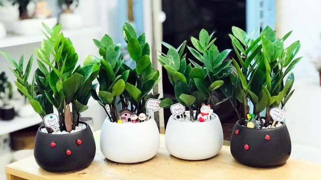 bai-viet/cay-kim-tien-co-doc-khong-60080.html