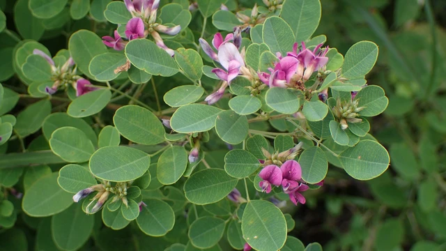 bai-viet/cay-kim-tien-thao-co-may-loai-loi-ich-va-tac-hai-cua-kim-tien-thao.html