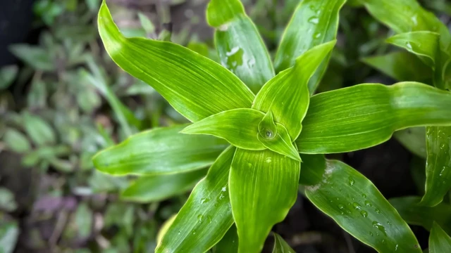 bai-viet/cay-luoc-vang-la-gi-cong-dung-cach-dung-va-luu-y-khi-su-dung.html