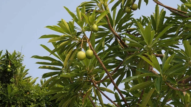 bai-viet/cay-muop-sat-co-tac-dung-gi-va-cach-su-dung.html