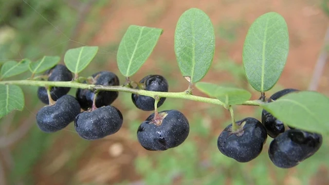 bai-viet/cay-phen-den-tri-gai-cot-song-duoc-khong.html