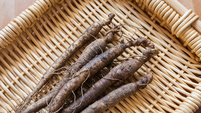 bai-viet/cay-sam-dat-co-may-loai-cong-dung-dac-biet-cua-tung-loai-sam-dat.html