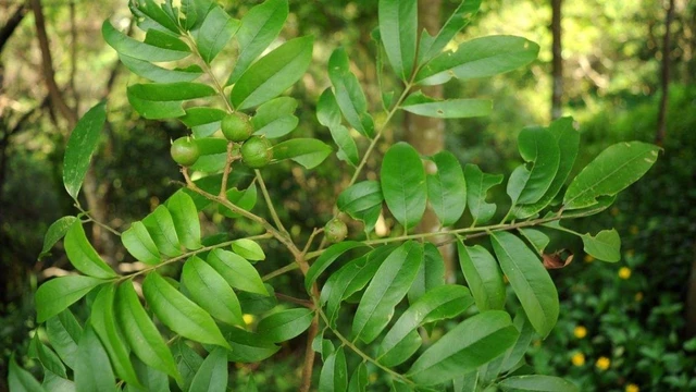 bai-viet/cay-sau-va-nhung-cong-dung-bat-ngo-voi-suc-khoe.html