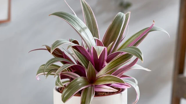 bai-viet/cay-so-huyet-co-tac-dung-gi-mot-so-bai-thuoc-tri-benh-tu-cay-so-huyet.html